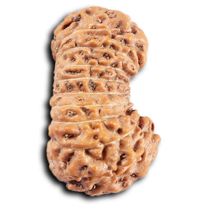 19 Mukhi Indonesian Rudraksha - Bead 126