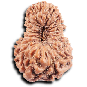 19 Mukhi Indonesian Rudraksha - Bead 127