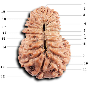 19 Mukhi Indonesian Rudraksha - Bead 127