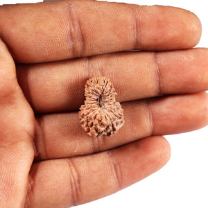 19 Mukhi Indonesian Rudraksha - Bead 127