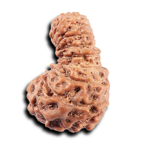 19 Mukhi Indonesian Rudraksha - Bead 127