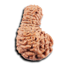 Load image into Gallery viewer, 19 Mukhi Indonesian Rudraksha - Bead 127
