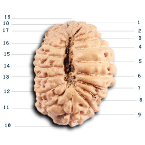 19 Mukhi Indonesian Rudraksha - Bead 130