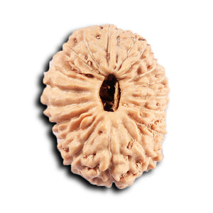 19 Mukhi Indonesian Rudraksha - Bead 130