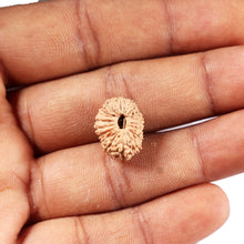 Load image into Gallery viewer, 19 Mukhi Indonesian Rudraksha - Bead 130
