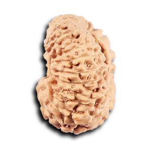 19 Mukhi Indonesian Rudraksha - Bead 130