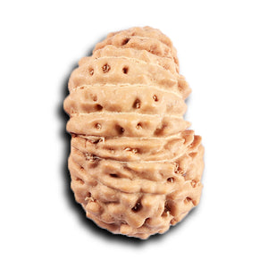 19 Mukhi Indonesian Rudraksha - Bead 130