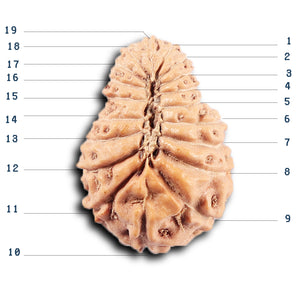 19 Mukhi Indonesian Rudraksha - Bead 131