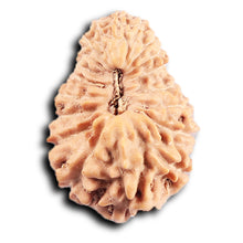 Load image into Gallery viewer, 19 Mukhi Indonesian Rudraksha - Bead 131
