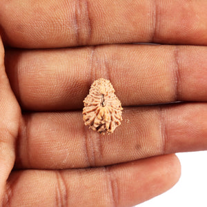 19 Mukhi Indonesian Rudraksha - Bead 131