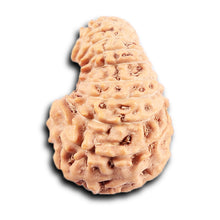 Load image into Gallery viewer, 19 Mukhi Indonesian Rudraksha - Bead 131
