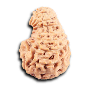 19 Mukhi Indonesian Rudraksha - Bead 131