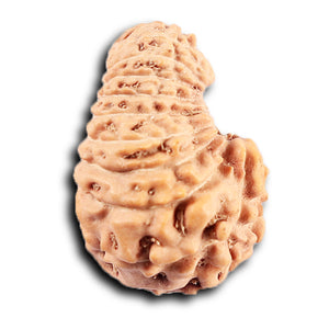 19 Mukhi Indonesian Rudraksha - Bead 131