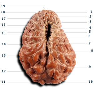 19 Mukhi Indonesian Rudraksha - Bead 133