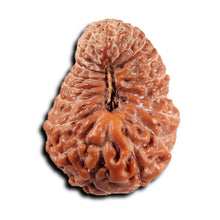 Load image into Gallery viewer, 19 Mukhi Indonesian Rudraksha - Bead 133
