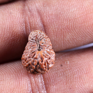 19 Mukhi Indonesian Rudraksha - Bead 133