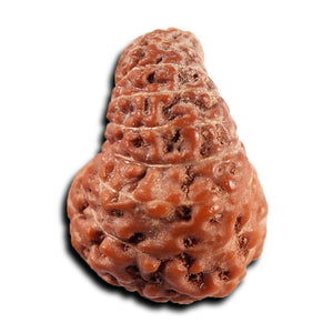 19 Mukhi Indonesian Rudraksha - Bead 133