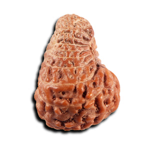 19 Mukhi Indonesian Rudraksha - Bead 133