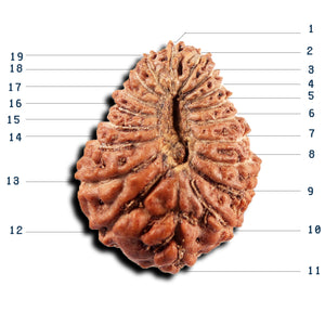 19 Mukhi Indonesian Rudraksha - Bead 134