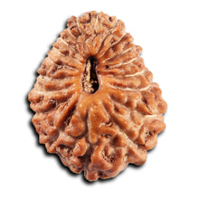 Load image into Gallery viewer, 19 Mukhi Indonesian Rudraksha - Bead 134
