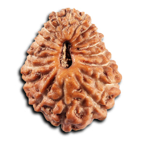 19 Mukhi Indonesian Rudraksha - Bead 134