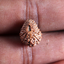 Load image into Gallery viewer, 19 Mukhi Indonesian Rudraksha - Bead 134
