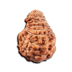 19 Mukhi Indonesian Rudraksha - Bead 134