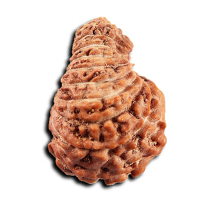 19 Mukhi Indonesian Rudraksha - Bead 134