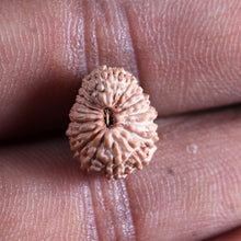 Load image into Gallery viewer, 19 Mukhi Indonesian Rudraksha - Bead 135
