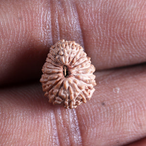 19 Mukhi Indonesian Rudraksha - Bead 135