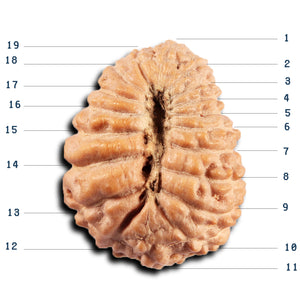 19 Mukhi Indonesian Rudraksha - Bead 135