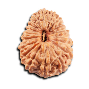 19 Mukhi Indonesian Rudraksha - Bead 135