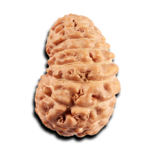 Load image into Gallery viewer, 19 Mukhi Indonesian Rudraksha - Bead 135
