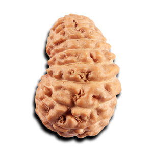 19 Mukhi Indonesian Rudraksha - Bead 135