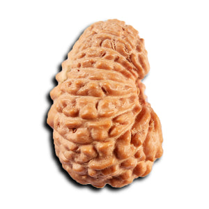 19 Mukhi Indonesian Rudraksha - Bead 135