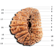 Load image into Gallery viewer, 19 Mukhi Indonesian Rudraksha - Bead 136
