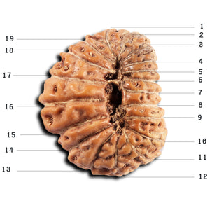 19 Mukhi Indonesian Rudraksha - Bead 136