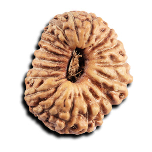 19 Mukhi Indonesian Rudraksha - Bead 136