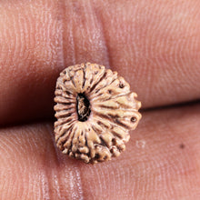 Load image into Gallery viewer, 19 Mukhi Indonesian Rudraksha - Bead 136
