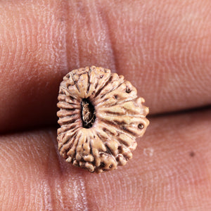 19 Mukhi Indonesian Rudraksha - Bead 136