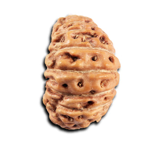 19 Mukhi Indonesian Rudraksha - Bead 136