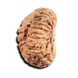 19 Mukhi Indonesian Rudraksha - Bead 136