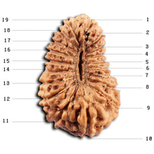 Load image into Gallery viewer, 19 Mukhi Indonesian Rudraksha - Bead 137
