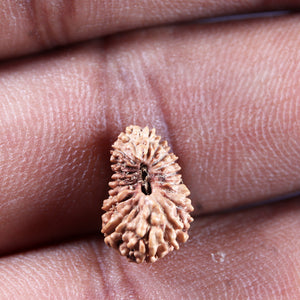 19 Mukhi Indonesian Rudraksha - Bead 137