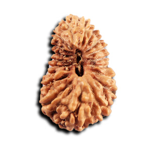 19 Mukhi Indonesian Rudraksha - Bead 137