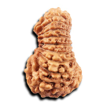 Load image into Gallery viewer, 19 Mukhi Indonesian Rudraksha - Bead 137
