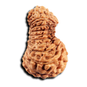 19 Mukhi Indonesian Rudraksha - Bead 137