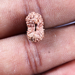 19 Mukhi Indonesian Rudraksha - Bead 138