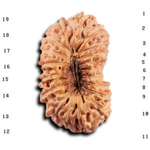 19 Mukhi Indonesian Rudraksha - Bead 138