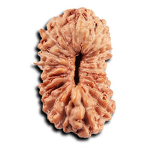 Load image into Gallery viewer, 19 Mukhi Indonesian Rudraksha - Bead 138
